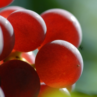 roter Gutedel ANT 0489